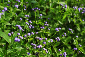 Beautiful bright Wild flowers and Spring flower seasonal nature background