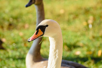 swan close up on lake water in sunny autumn day