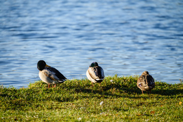 Flock of Ducks