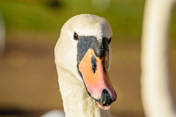 swan close up on lake water in sunny autumn day