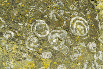 Shell geologic texture in the rocks