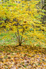 autumn colored tree leaves in the park