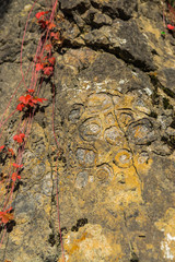 Shell geologic texture in the rocks