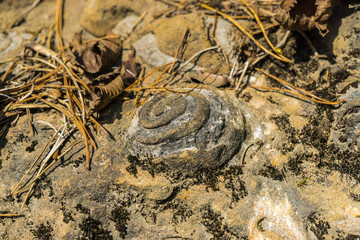 Shell geologic texture in the rocks