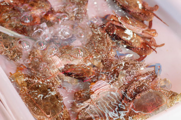 crab sold in the market.