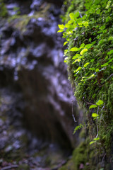 Closeup of vegetation in a canyon