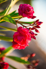 Mediterranean flowers