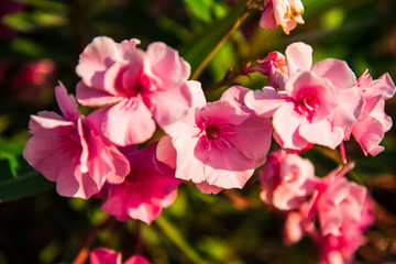 Mediterranean flowers