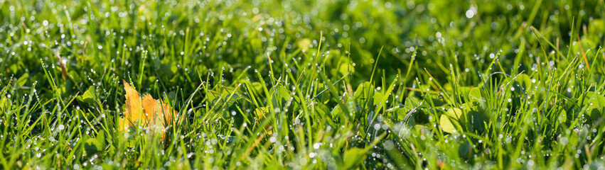 panorama green grass with dew drops in sunlight on a  autumn meadow