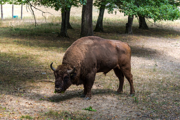 Wild aurochs