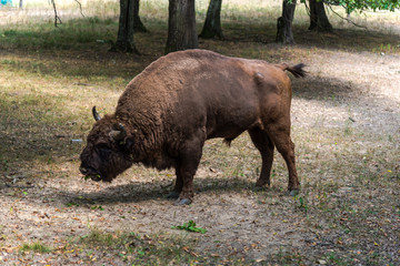 Wild aurochs