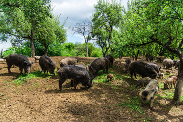 Wild boars