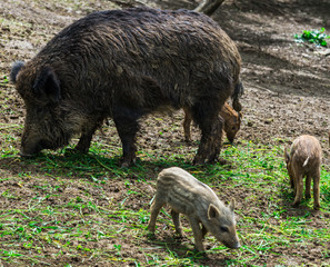 Wild boars
