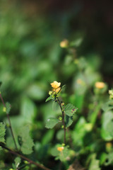 Beautiful bright Wild flowers and Spring flower seasonal nature background