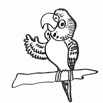  cute budgerigar and coloring