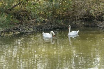 couple of swans near the shore  in Mincio lake, Mantua, Italy