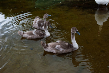 Swan cubs swim in the water