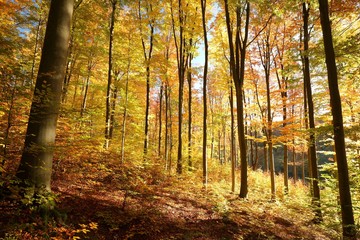 Fototapeta premium Autumn beech forest in the sunshine