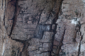 Tree trunk texture