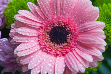 Pink gerbera flower. Top view