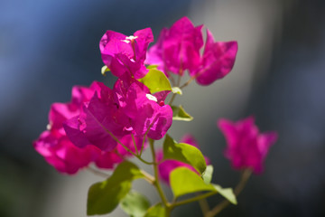 Colorful flowers of the Maldives with green leaves