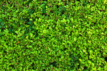 Fototapeta na wymiar Small green leaves (texture)