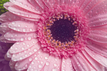 Pink gerbera flower. Closeup