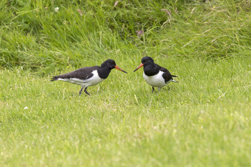 Oystercatchers are on a meadow