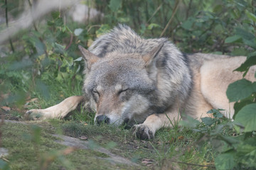 Gray wolf