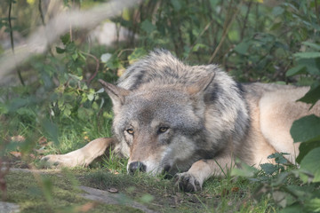 Obraz premium Gray wolf