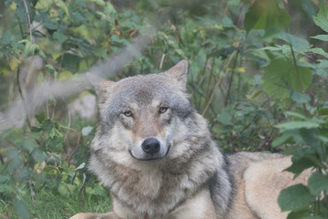 Gray wolf