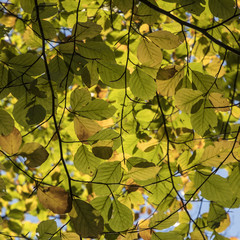 leaves of beech tree