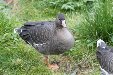 Lesser white-fronted goose