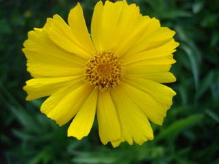 Yellow flower