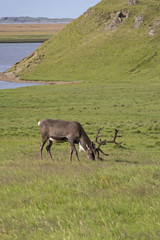 A reindeer grazing in a meadow in the south east of Iceland