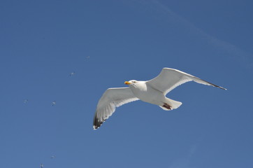 Goéland argenté en vol