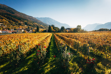 Fototapeta na wymiar Vineyards in Trento in autumn
