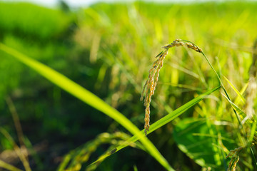 Rice grains are under the golden light of the sun