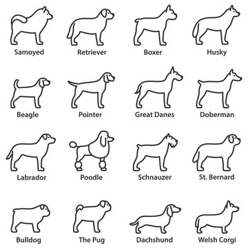 Dogs breed set. Linear design. Dog side view. Line with editable stroke. Collection of dog breeds such as: Bulldog, Pug, Samoyed, Husky, Labrador, Poodle, Doberman , Boxer, Welsh Corgi and more.