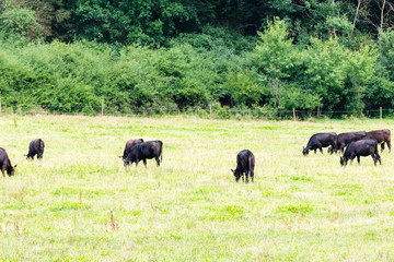 Black cows on pasture. Sunny summer day