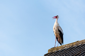 Beautiful stork sitting on the roof of the house and looking around