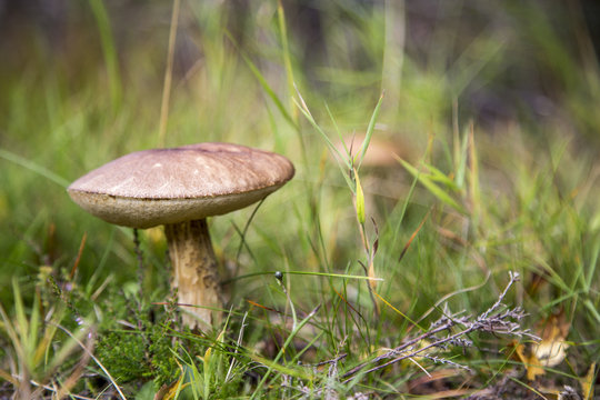 nice edible mushroom in green grass