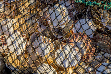 net full of sea shells