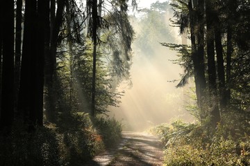 The path through the forest on a foggy morning in early autumn, September © Aniszewski