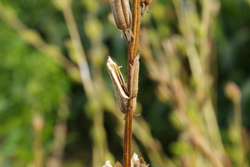 ゴマの実（黒ごま）