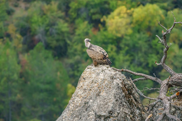Vulture on top of the rock looking back