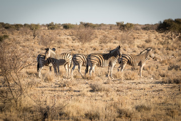 Fototapeta na wymiar Zèbres de Namibie