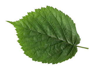 The leaf of hazelnut