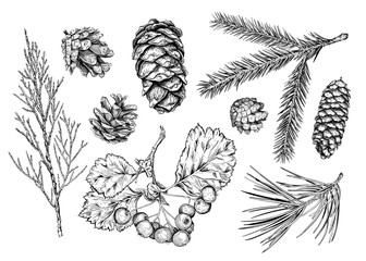 Set of different branches  and cones. Fir tree, cedar, pine, thuja, hawthorn. Hand drawn sketch. Vector illustration. Collection of Christmas decorative items.