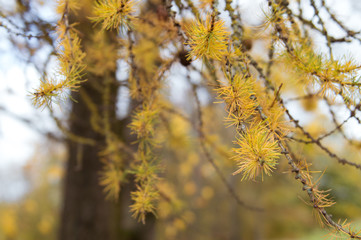Yellow needles of an evergreen pine tree with cones in autumn. Selective focus